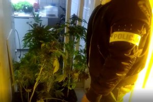 Korytarz mieszkania. Policjant w stroju cywilnym i z założoną na ramieniu opaską podchodzi do stojących na podłodze doniczek z krzakami konopi innych niż włókniste.