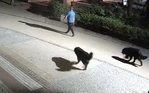 Na zdjęciu mężczyzna, który idzie w porze nocnej chodnikiem. Towarzyszą mu dwa psy.