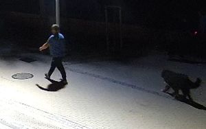 Na zdjęciu mężczyzna, który idzie w porze nocnej chodnikiem. Towarzyszy mu pies.