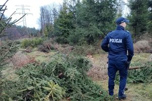 Na zdjęciu policjant, a obok niego leżą ścięte choinki. W tle las.