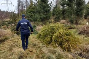 Na zdjęciu tereny leśne i policjant, który idzie obok leżącej na ziemi choinki